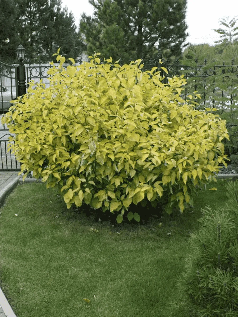 Дерен белый Aurea Дерен белый Aurea