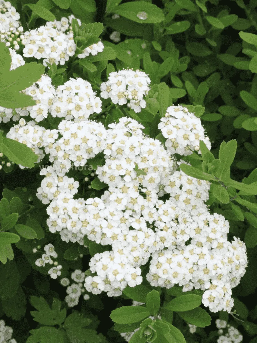 Спирея ниппонская Halward's Silver Спирея ниппонская Halward's Silver