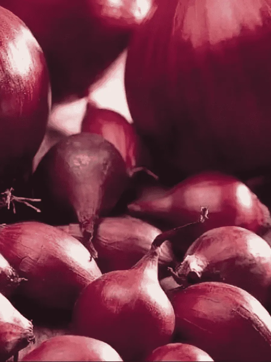 Лук-севок Ред Барон