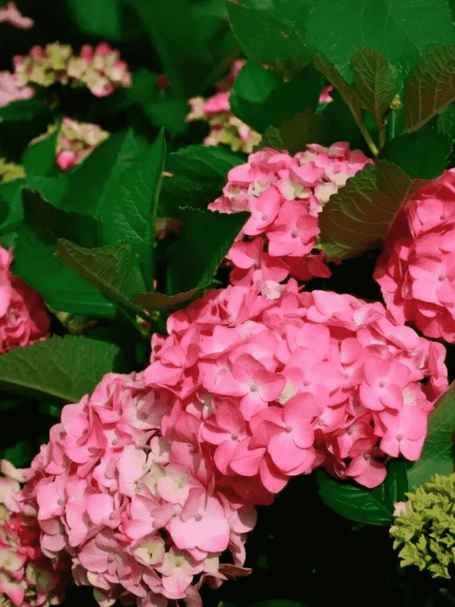 Гортензия Macrophylla pink Гортензия Macrophylla pink