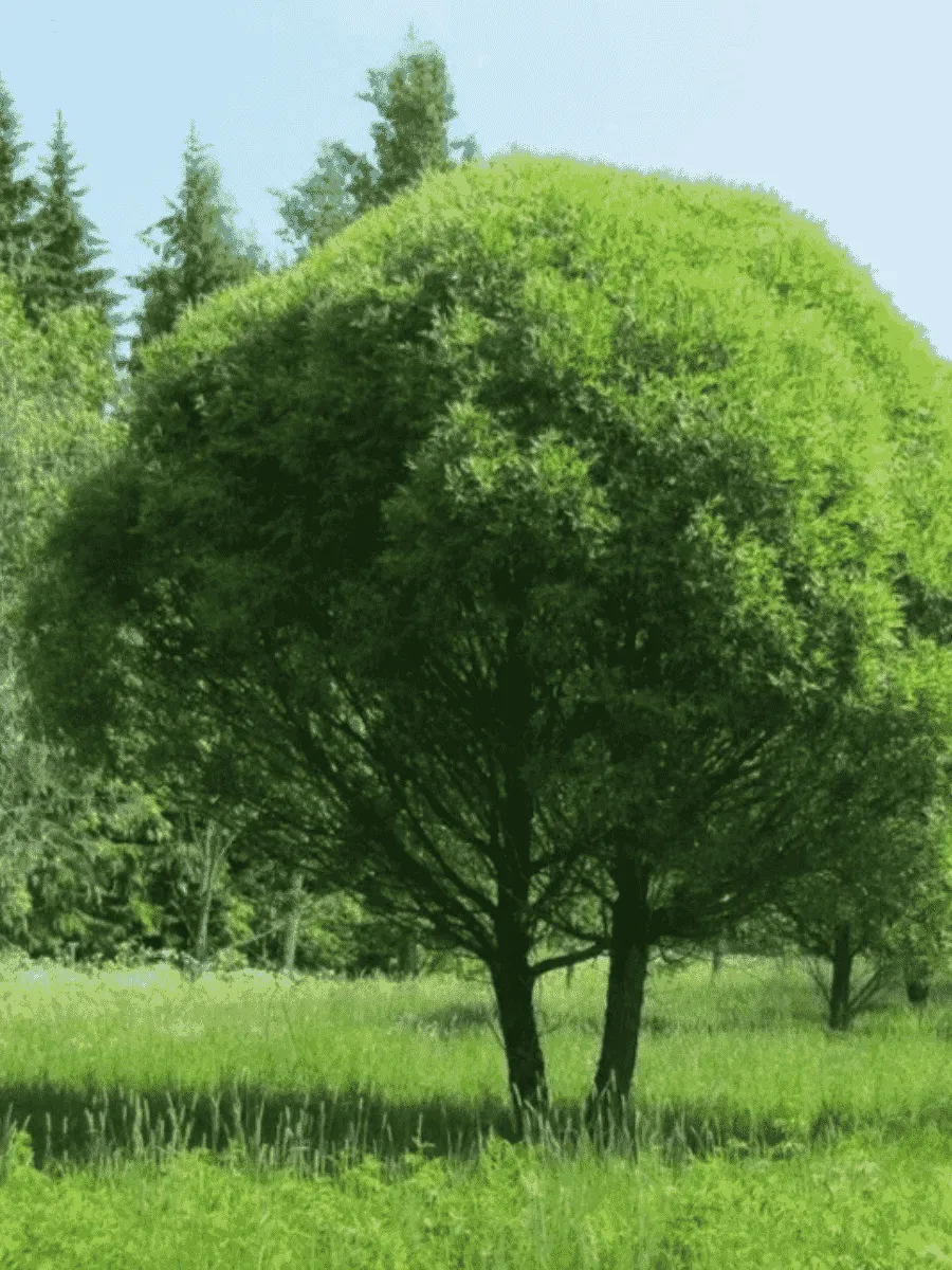 Ива ломкая Bullata Ива ломкая Bullata