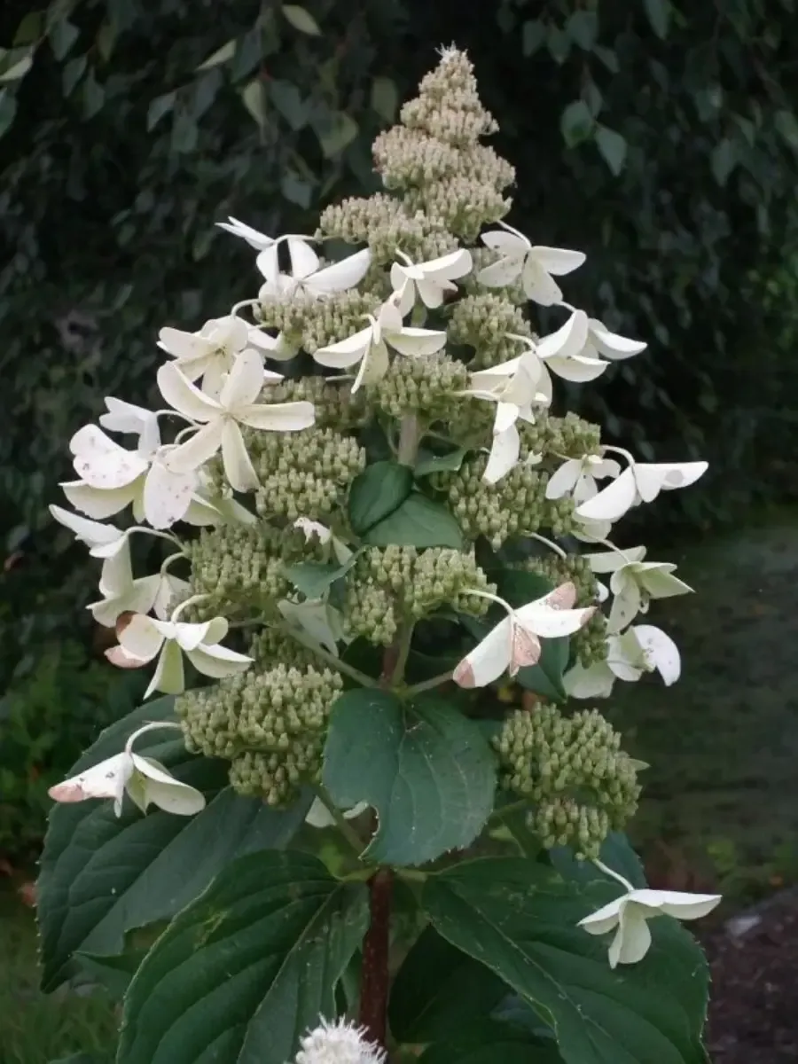 Гортензия метельчатая  White Goliath Гортензия метельчатая  White Goliath