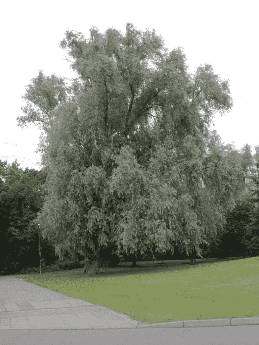 Ива белая серебристая Ива белая серебристая