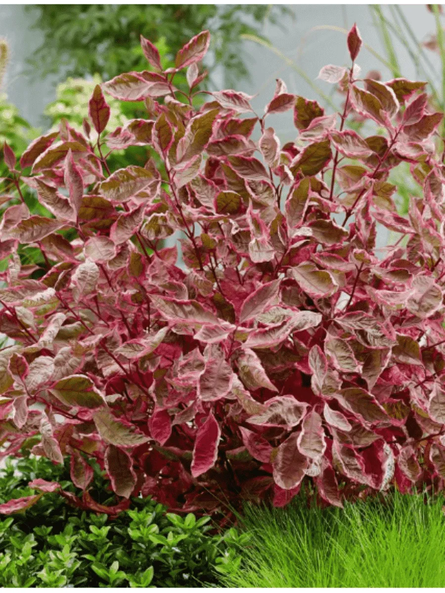 Дерен белый Miracle Дерен белый Miracle