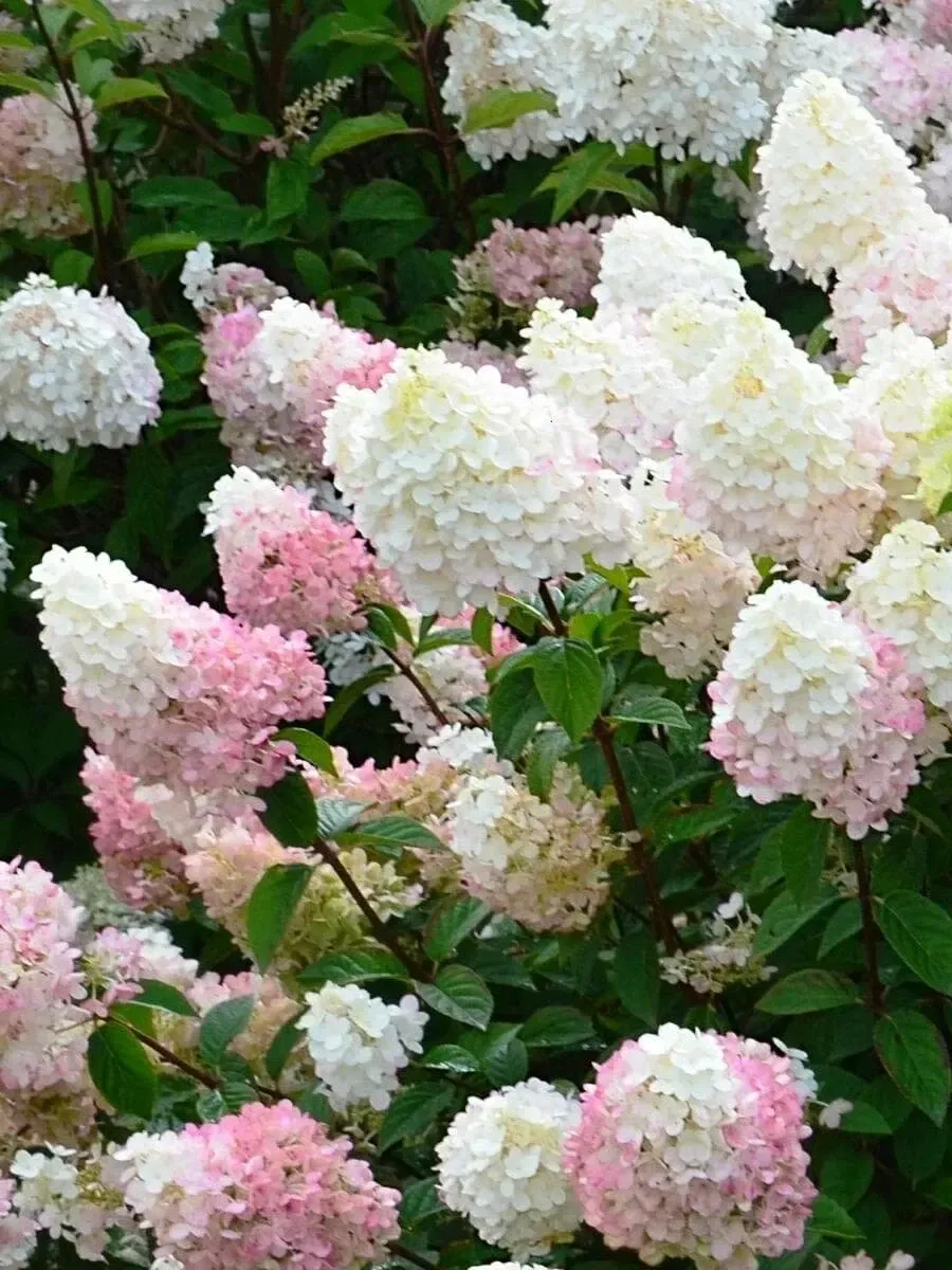 Гортензия метельчатая Sunday Fraise Гортензия метельчатая Sunday Fraise