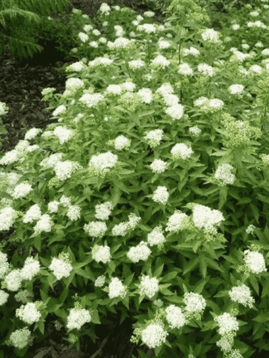 Спирея японская Albiflora Спирея японская Albiflora