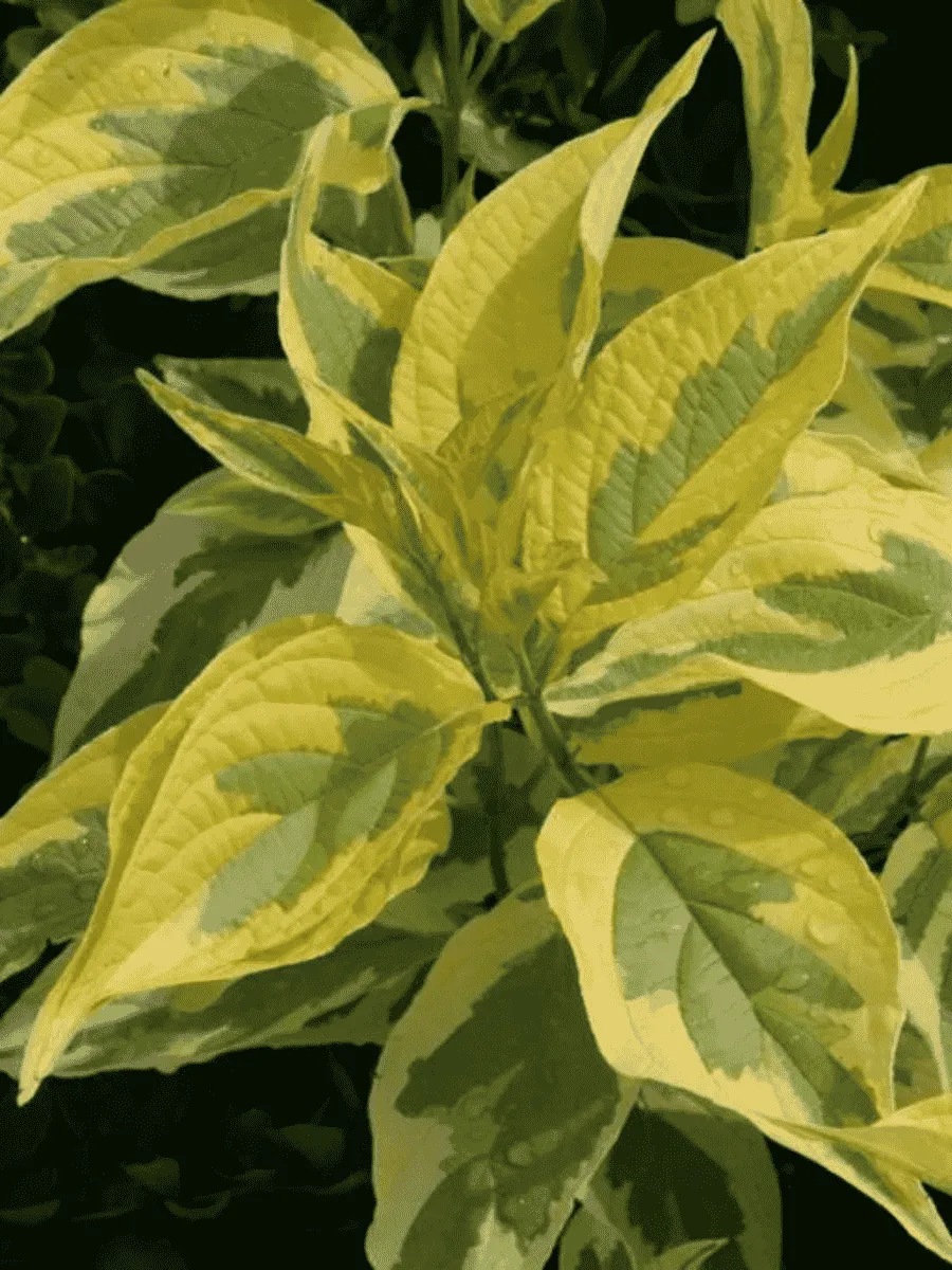 Дерен белый Gouchaultii Дерен белый Gouchaultii