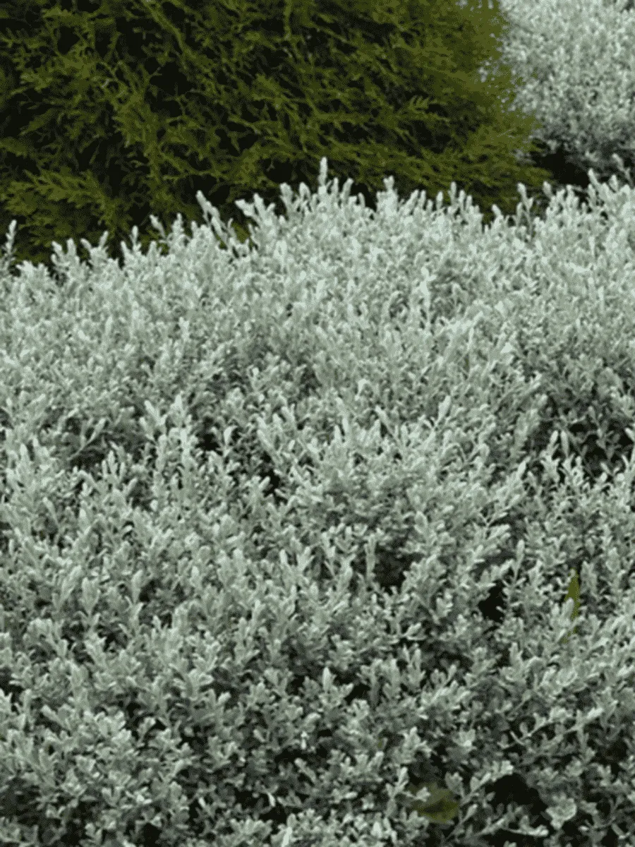 Ива ползучая Nitida Ива ползучая Nitida