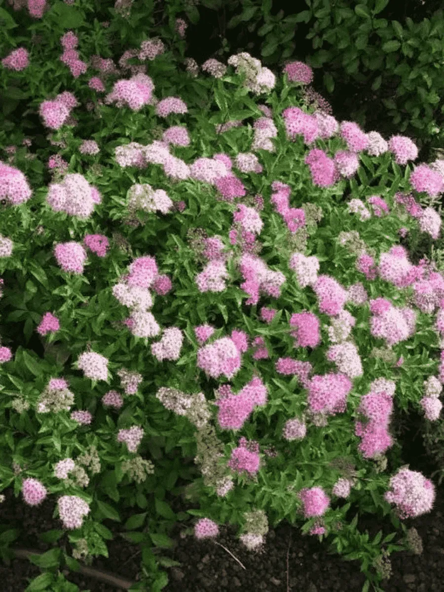 Спирея японская Genpei Спирея японская Genpei