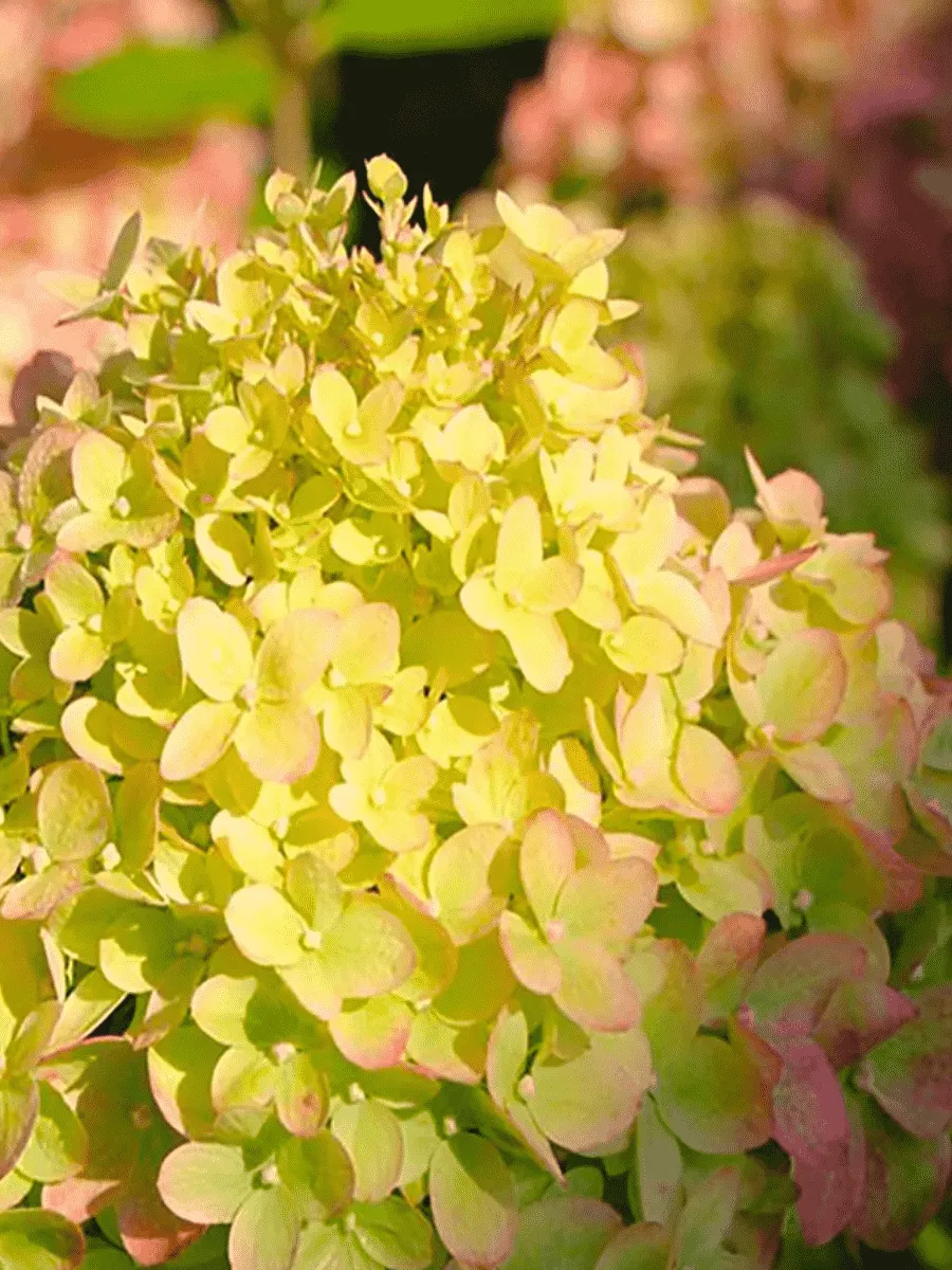 Гортензия метельчатая Little Passion Гортензия метельчатая Little Passion