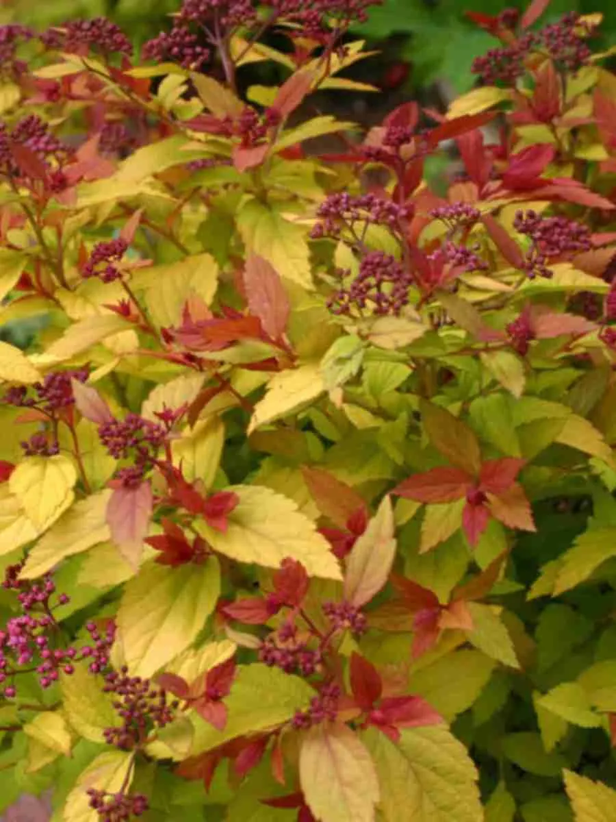 Спирея японская Sparking Carpet  Спирея японская Sparking Carpet