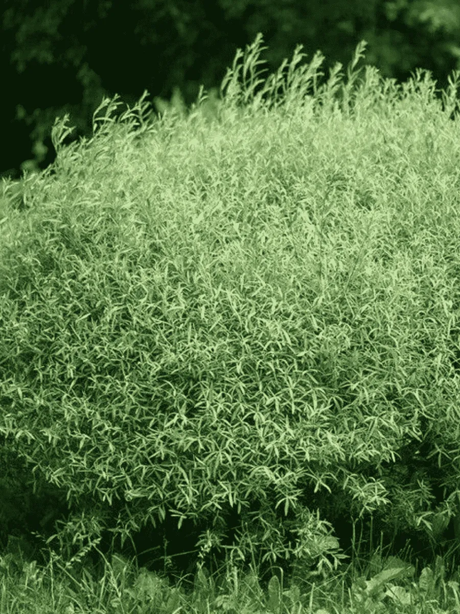 Ива пурпурная Nana Ива пурпурная Nana