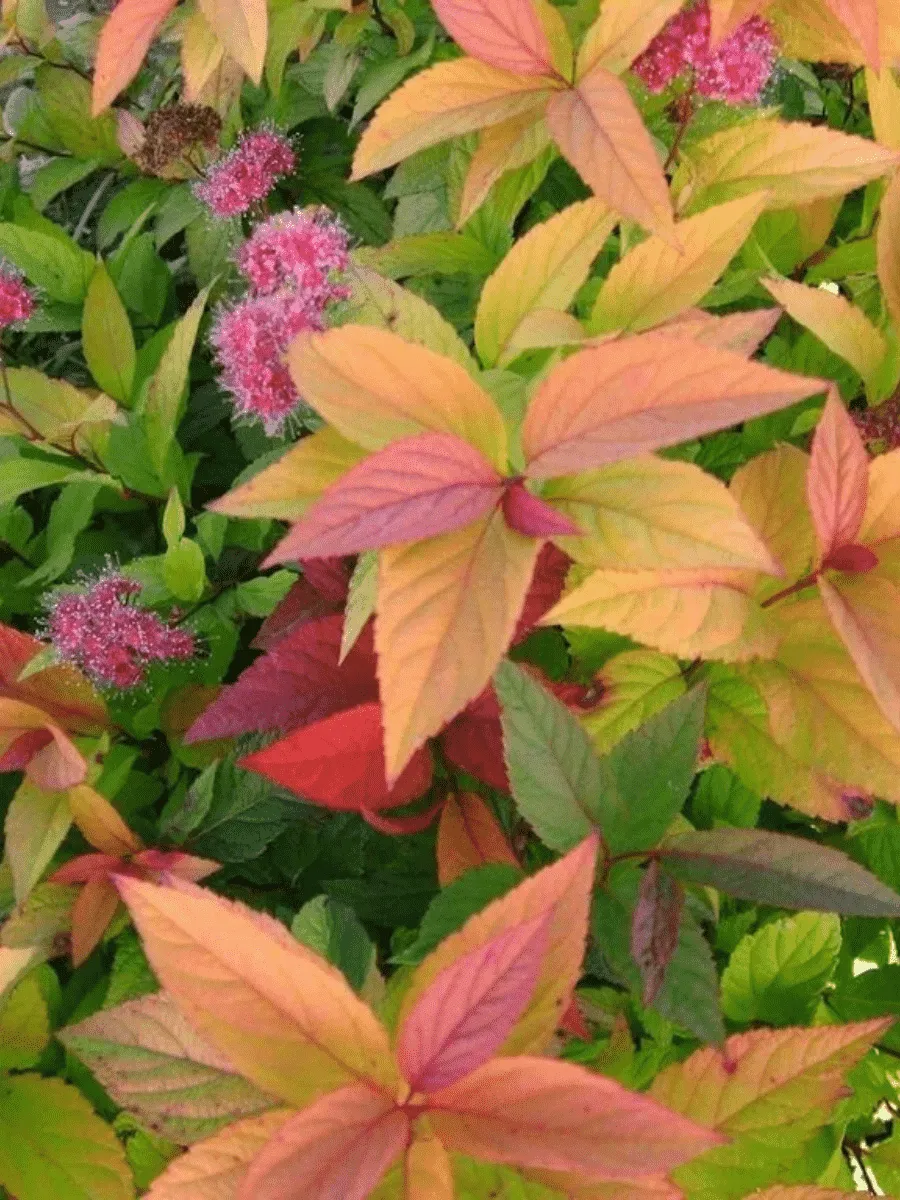 Спирея японская Macrophylla Спирея японская Macrophylla