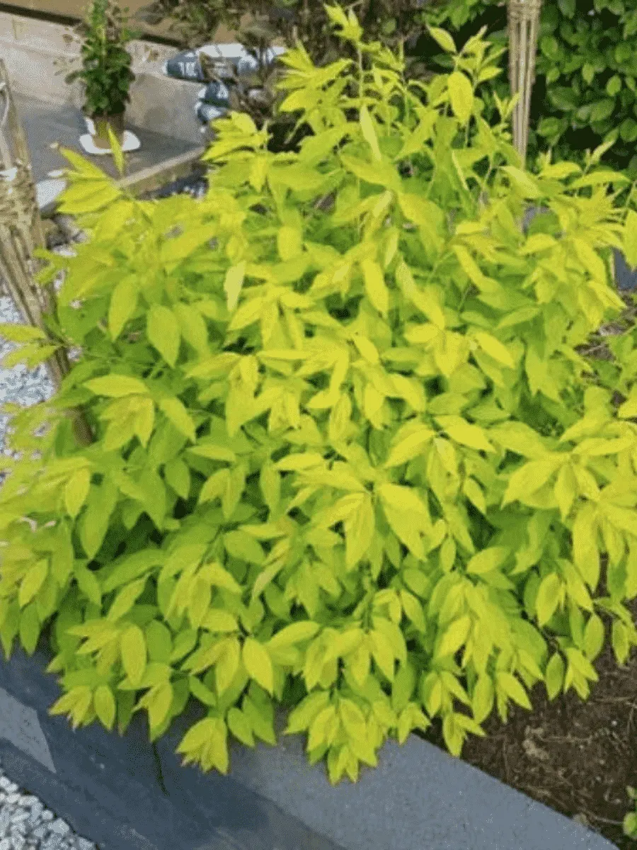 Спирея сливолистная  goldfire Спирея сливолистная  goldfire