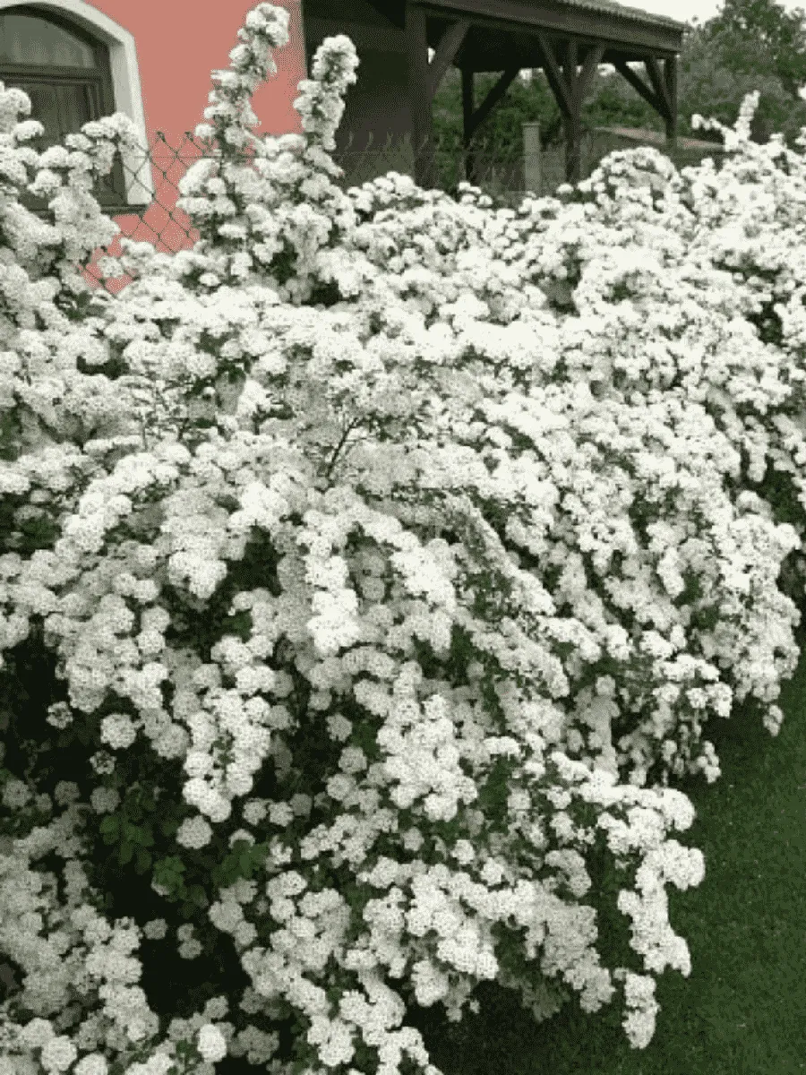 Спирея Вангутта Спирея Вангутта