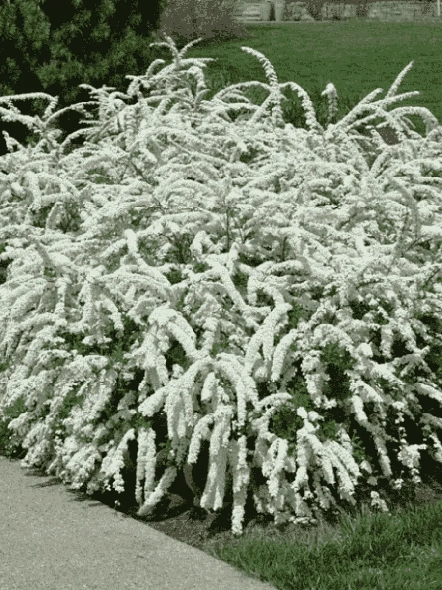 Спирея серая Grefsheim Спирея серая Grefsheim