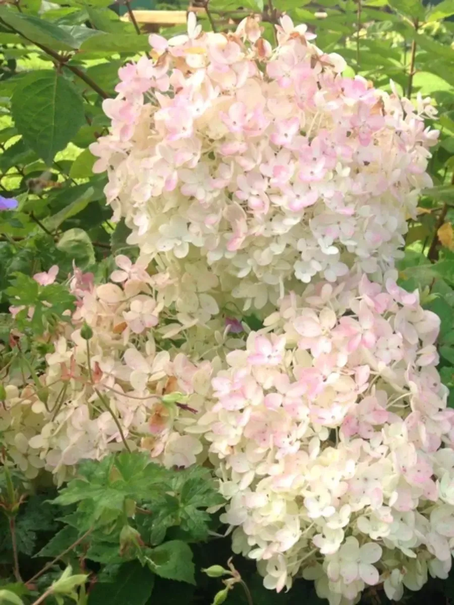 Гортензия метельчатая Bombshell Гортензия метельчатая Bombshell