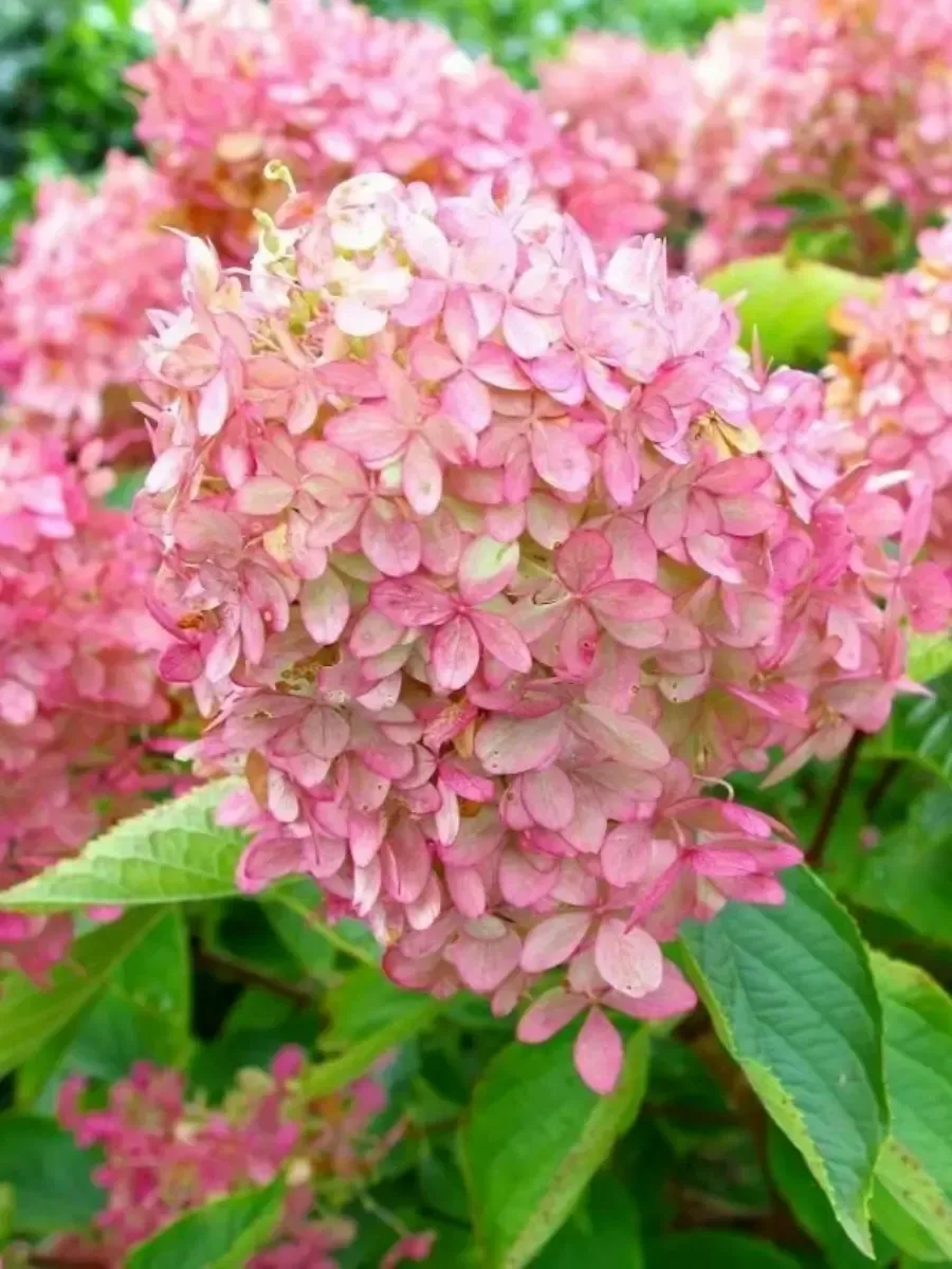 Гортензия метельчатая Confetti Гортензия метельчатая Confetti