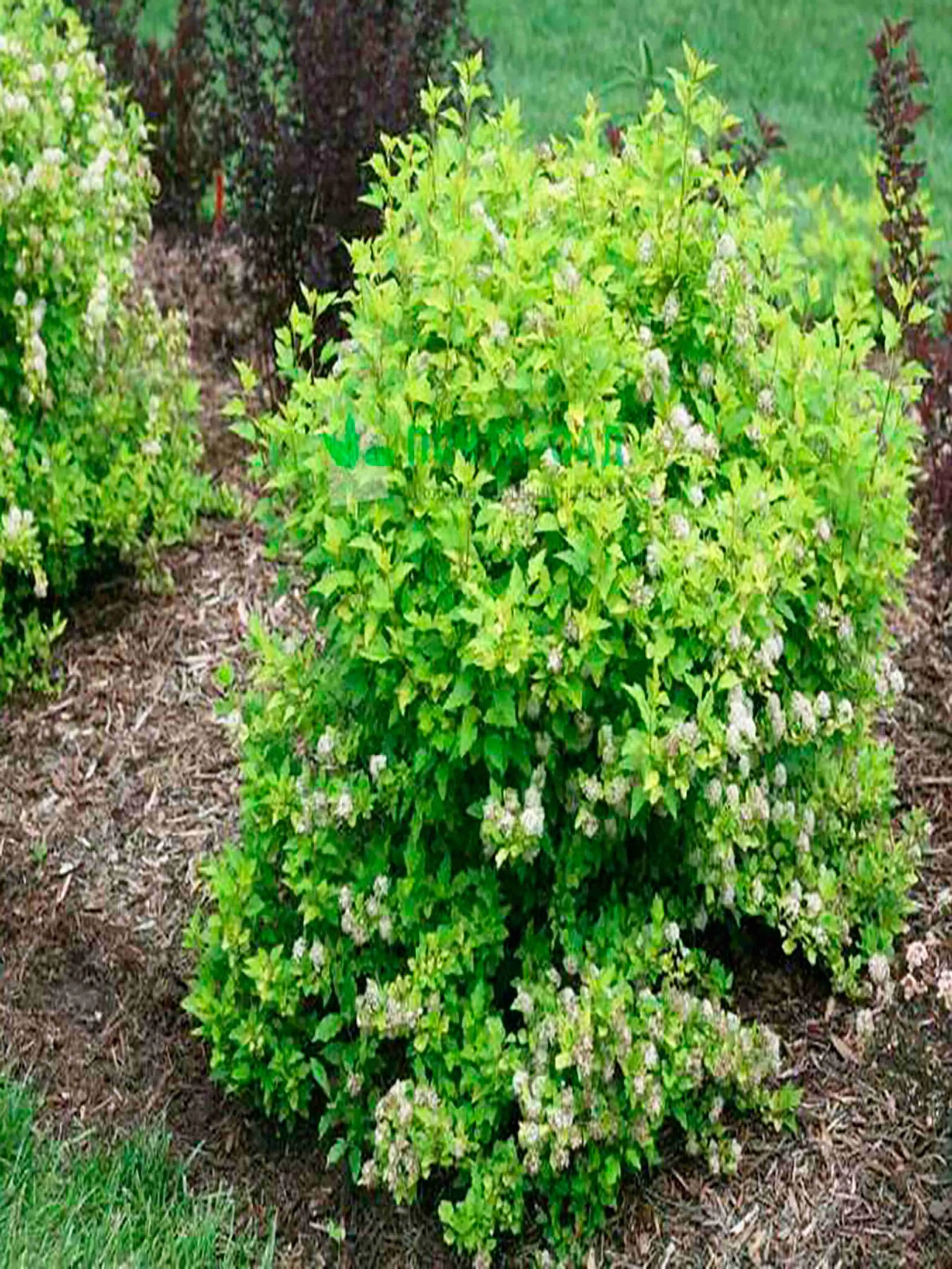 Пузыреплодник калинолистный Tiny Wine Gold Пузыреплодник калинолистный Tiny Wine Gold