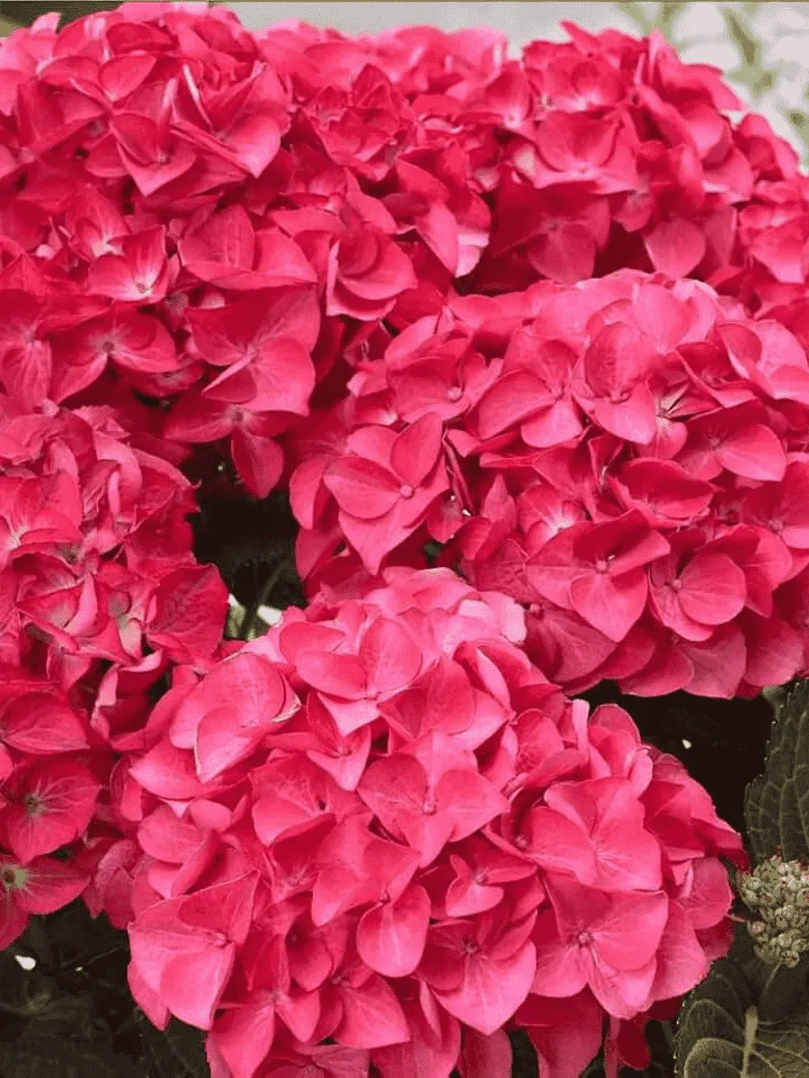 Гортензия крупнолистная Hot Red Гортензия крупнолистная Hot Red