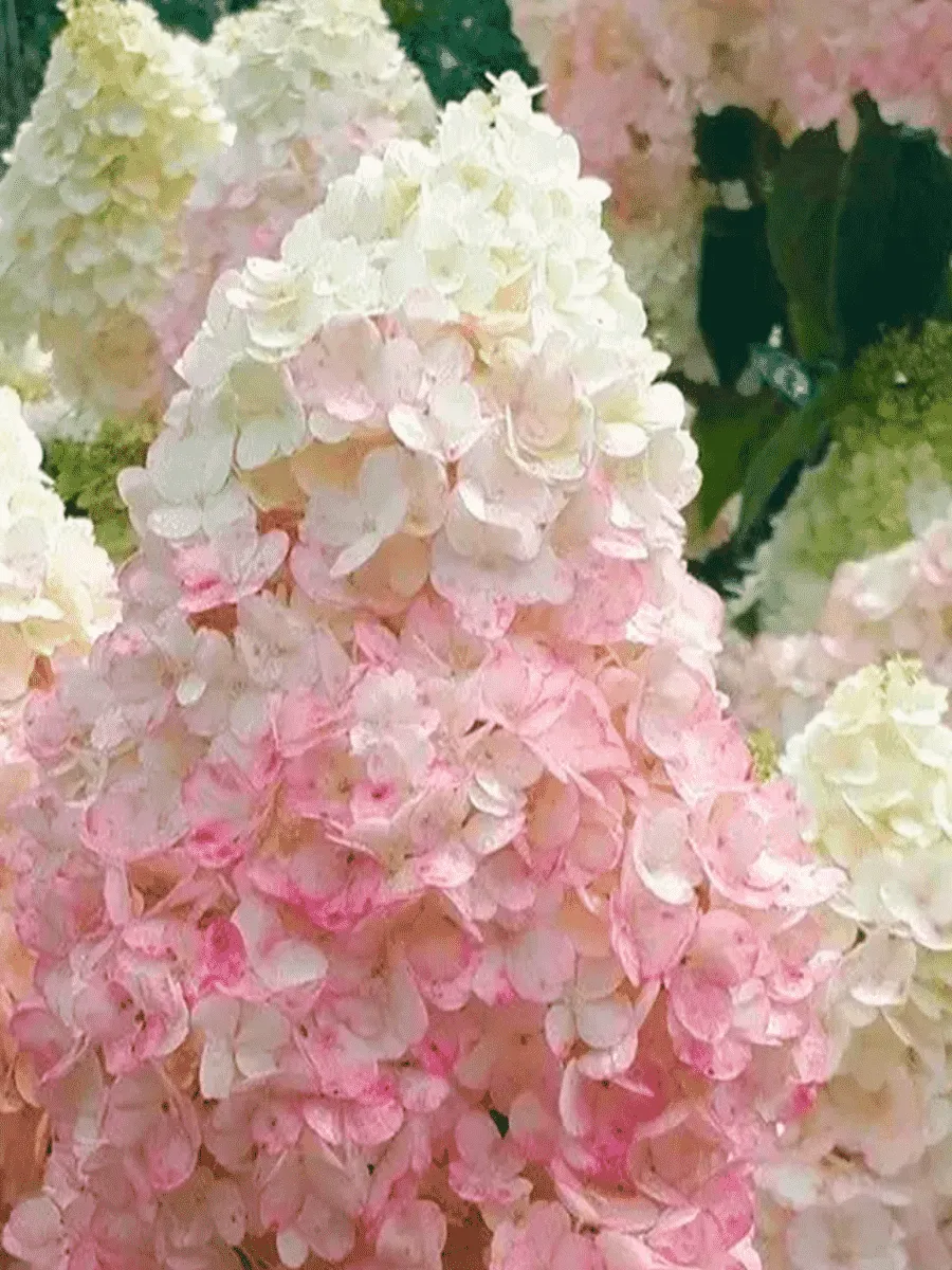 Гортензия метельчатая Silver Dollar Гортензия метельчатая Silver Dollar