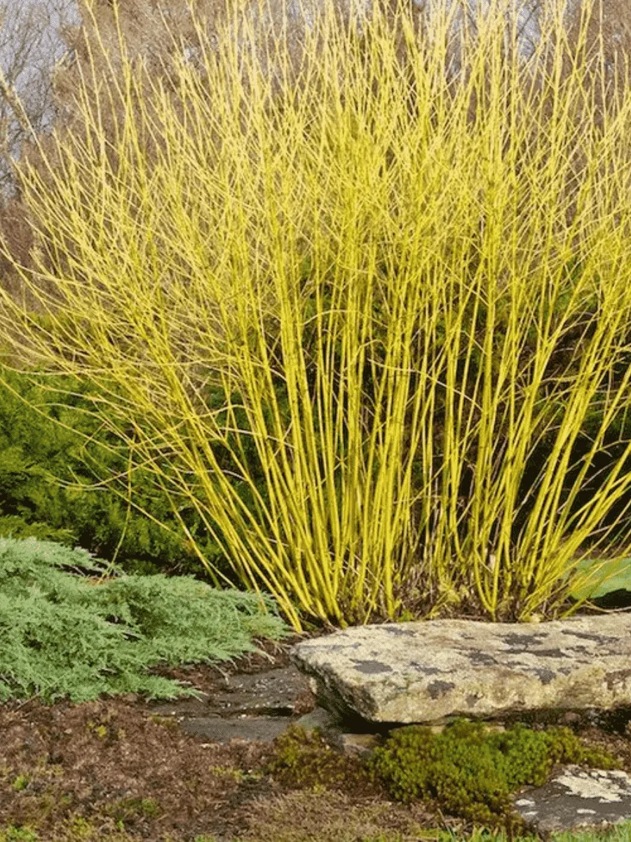 Дерен Отпрысковый Flaviramea Дерен Отпрысковый Flaviramea