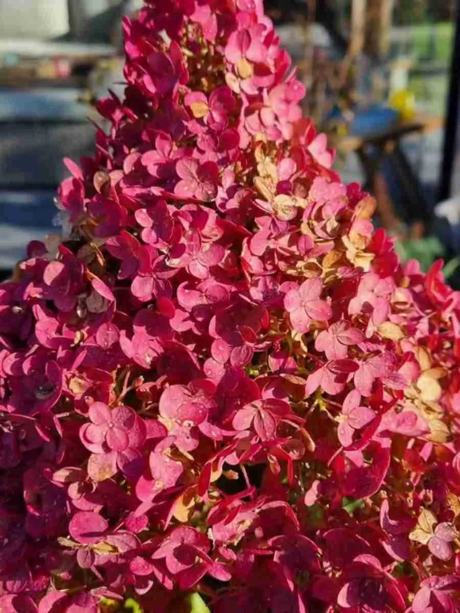 Гортензия метельчатая BJ Гортензия метельчатая BJ