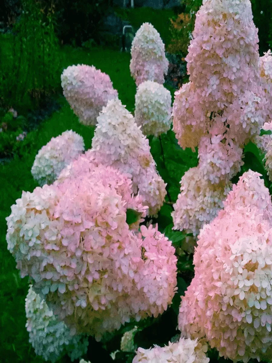 Гортензия метельчатая Phantom Гортензия метельчатая Phantom