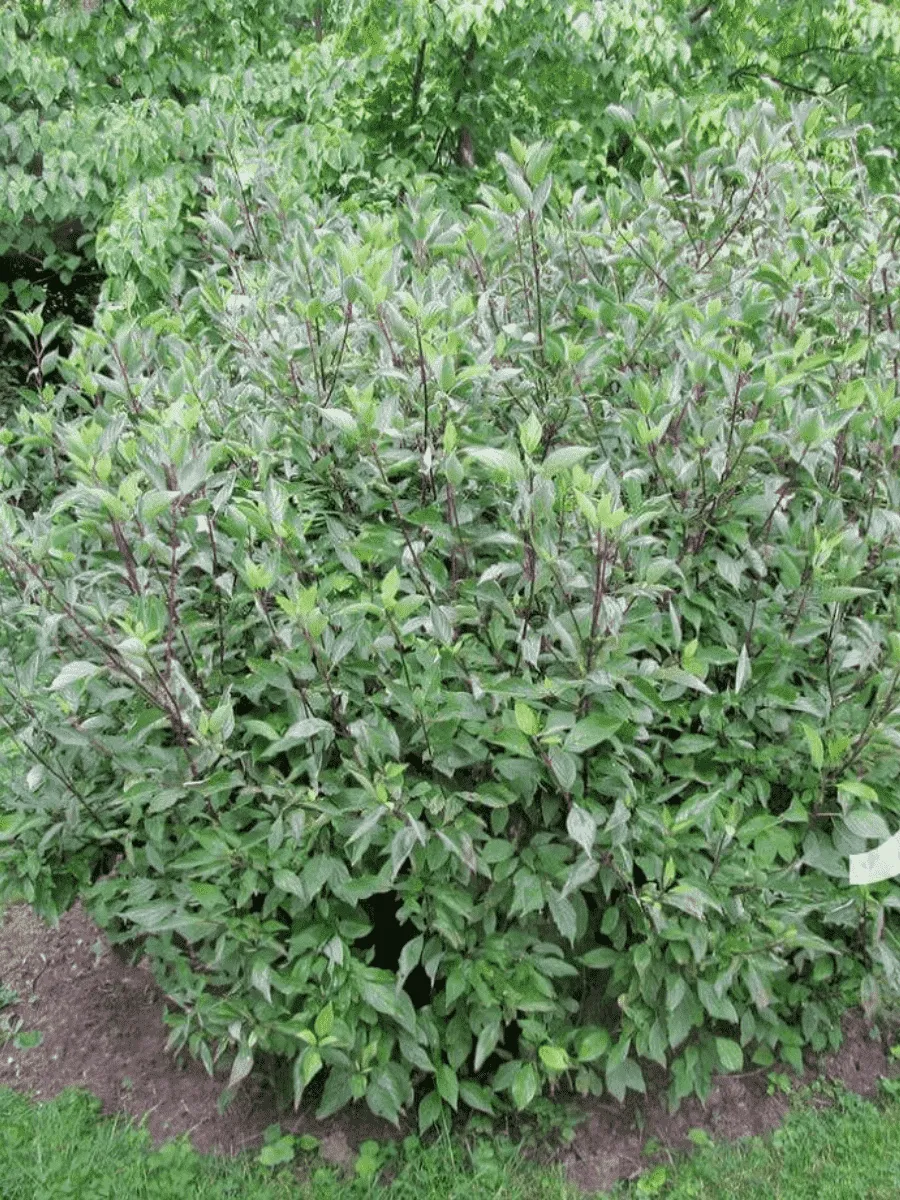 Дерен белый Kesselringii Дерен белый Kesselringii