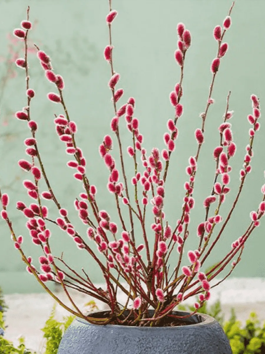 Ива тонкостолбиковая Mount Aso Ива тонкостолбиковая Mount Aso