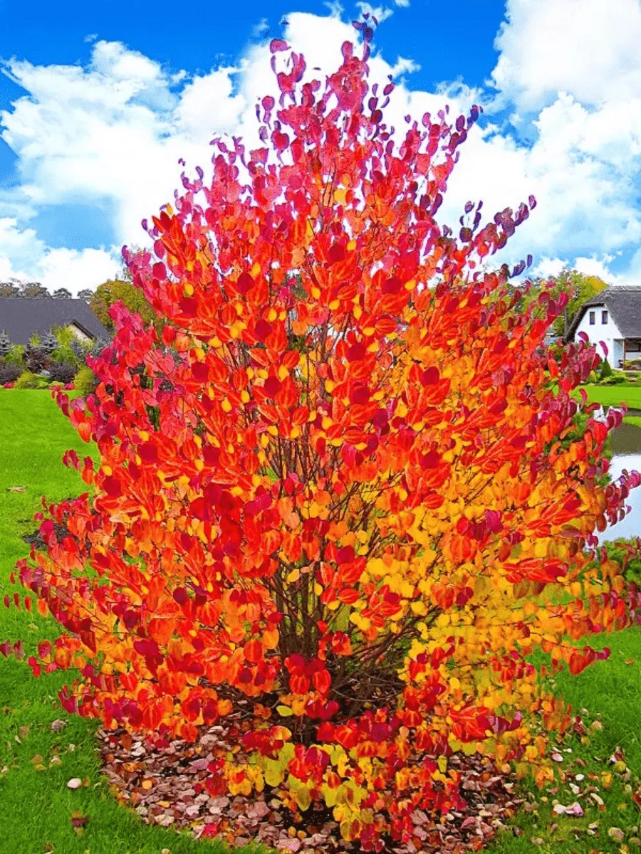 Багрянник японский Багрянник японский