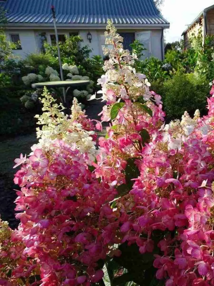 Гортензия метельчатая Candlelight Гортензия метельчатая Candlelight