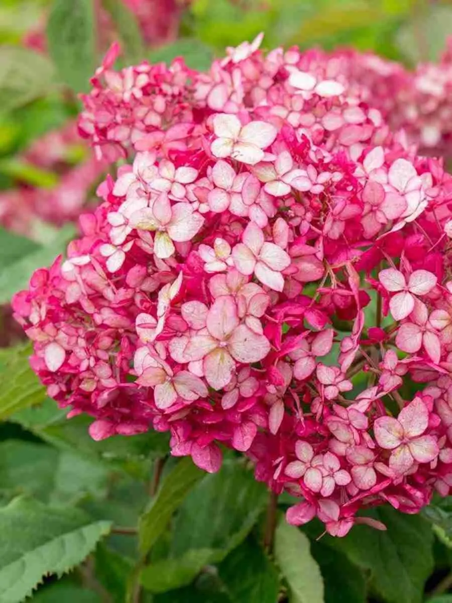 Гортензия древовидная Ruby Annabelle Гортензия древовидная Ruby Annabelle