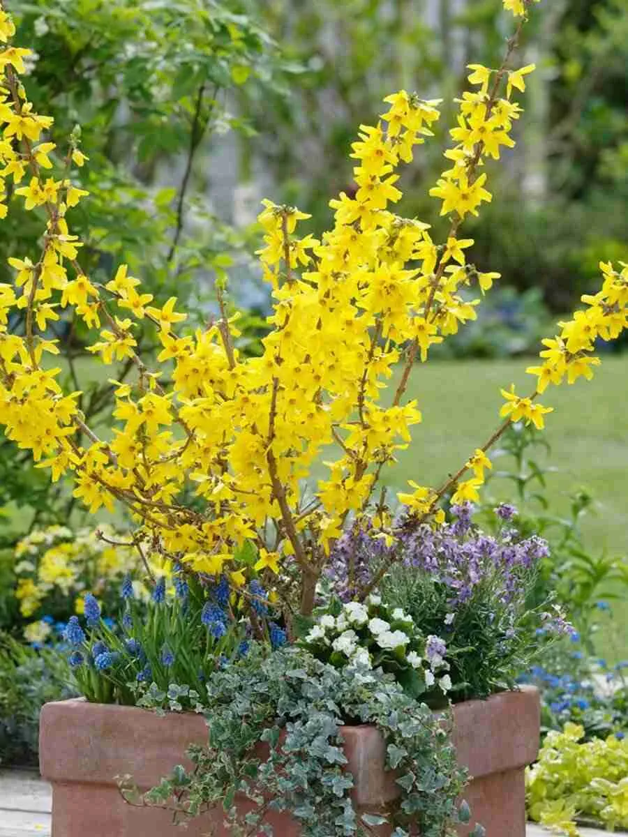 Форзиция  Форзиция