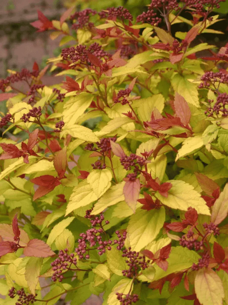 Спирея японская Magic Carpet Спирея японская Magic Carpet