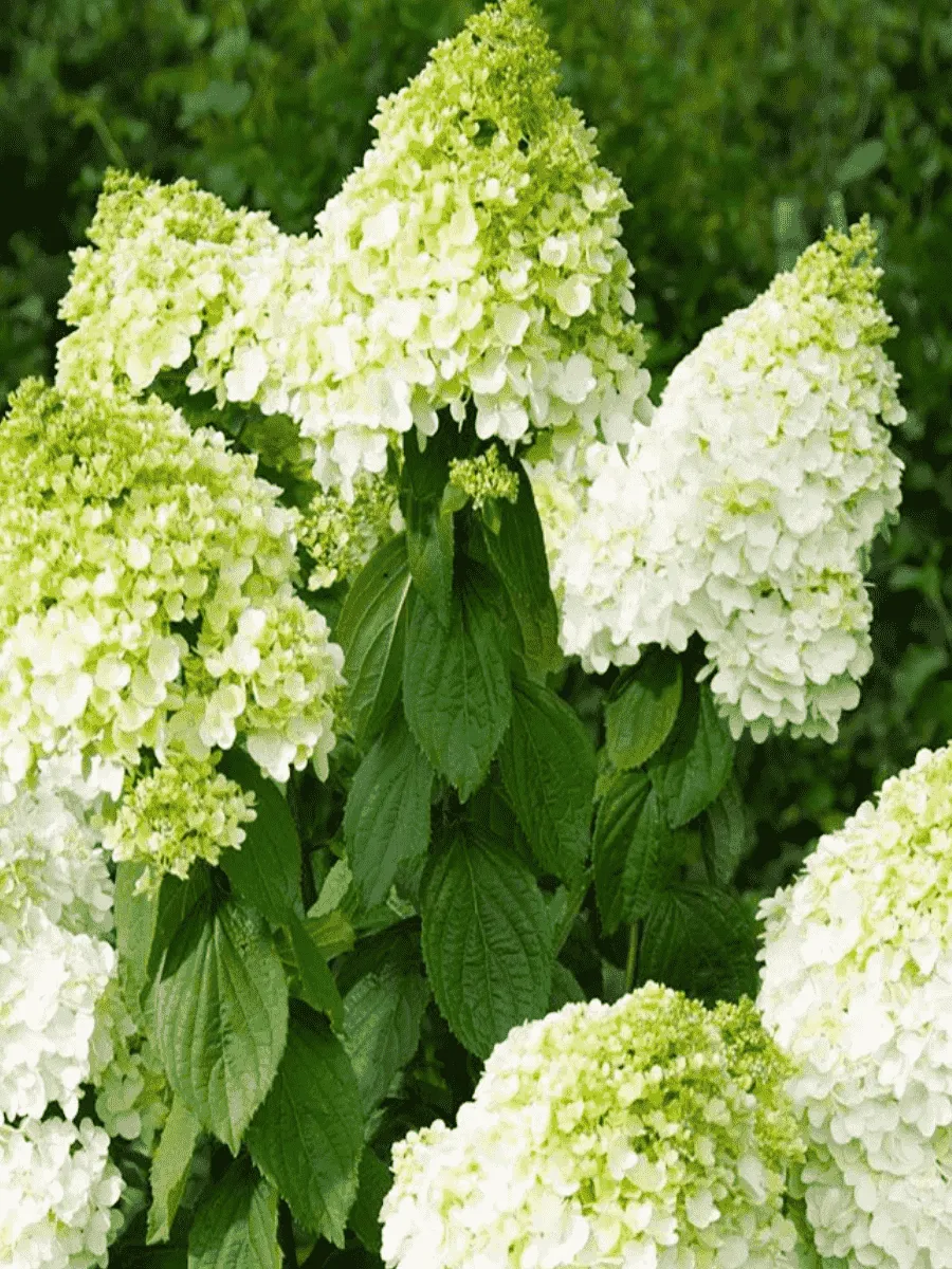 Гортензия метельчатая Magical Hymalaya Гортензия метельчатая Magical Hymalaya