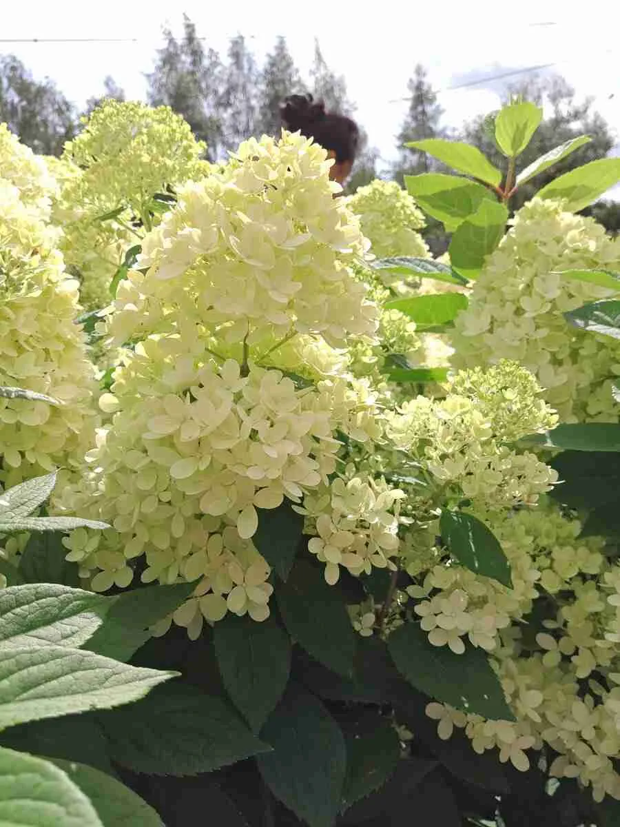 Гортензия метельчатая Great Escape Гортензия метельчатая Great Escape