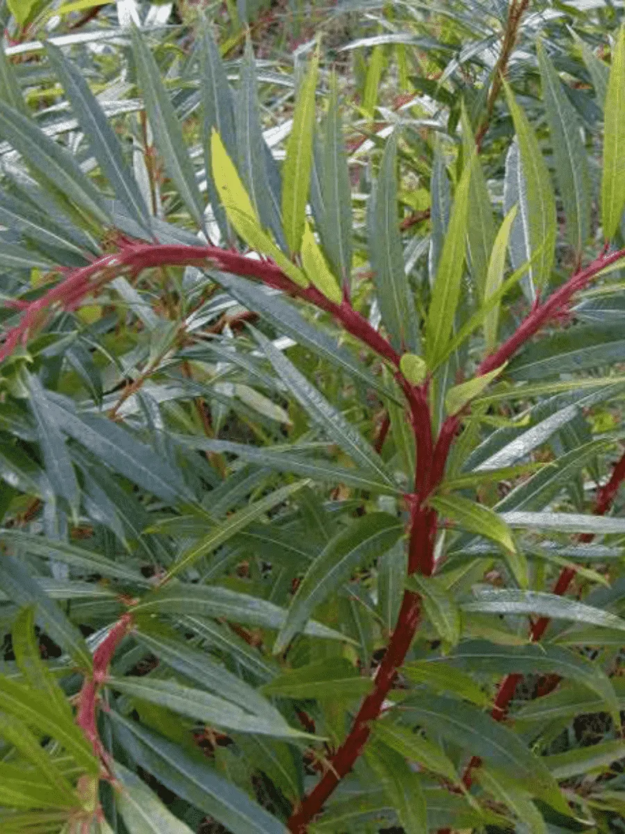 Ива сахалинская Sekka Ива сахалинская Sekka