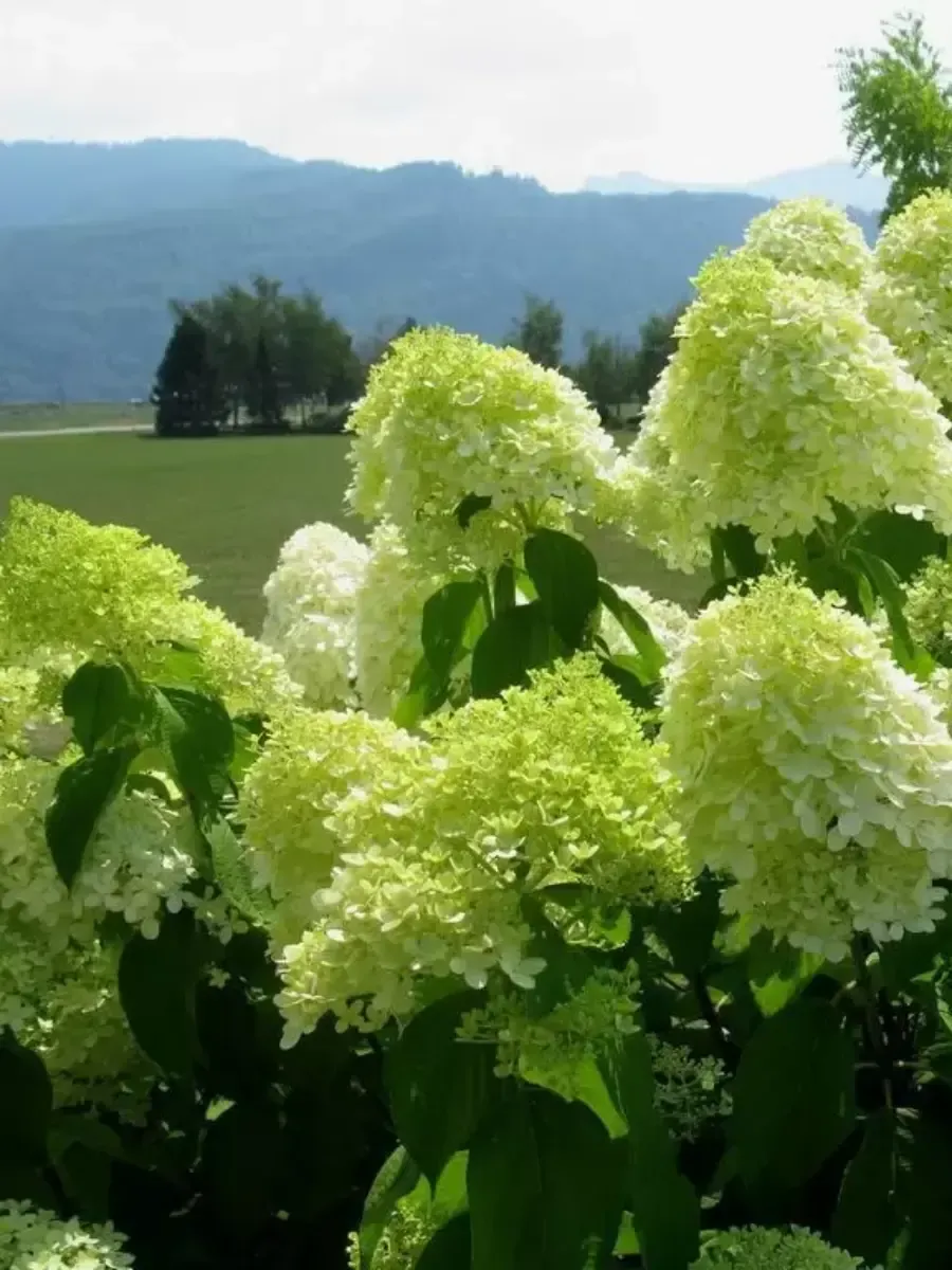 Гортензия метельчатая Limelight Гортензия метельчатая Limelight