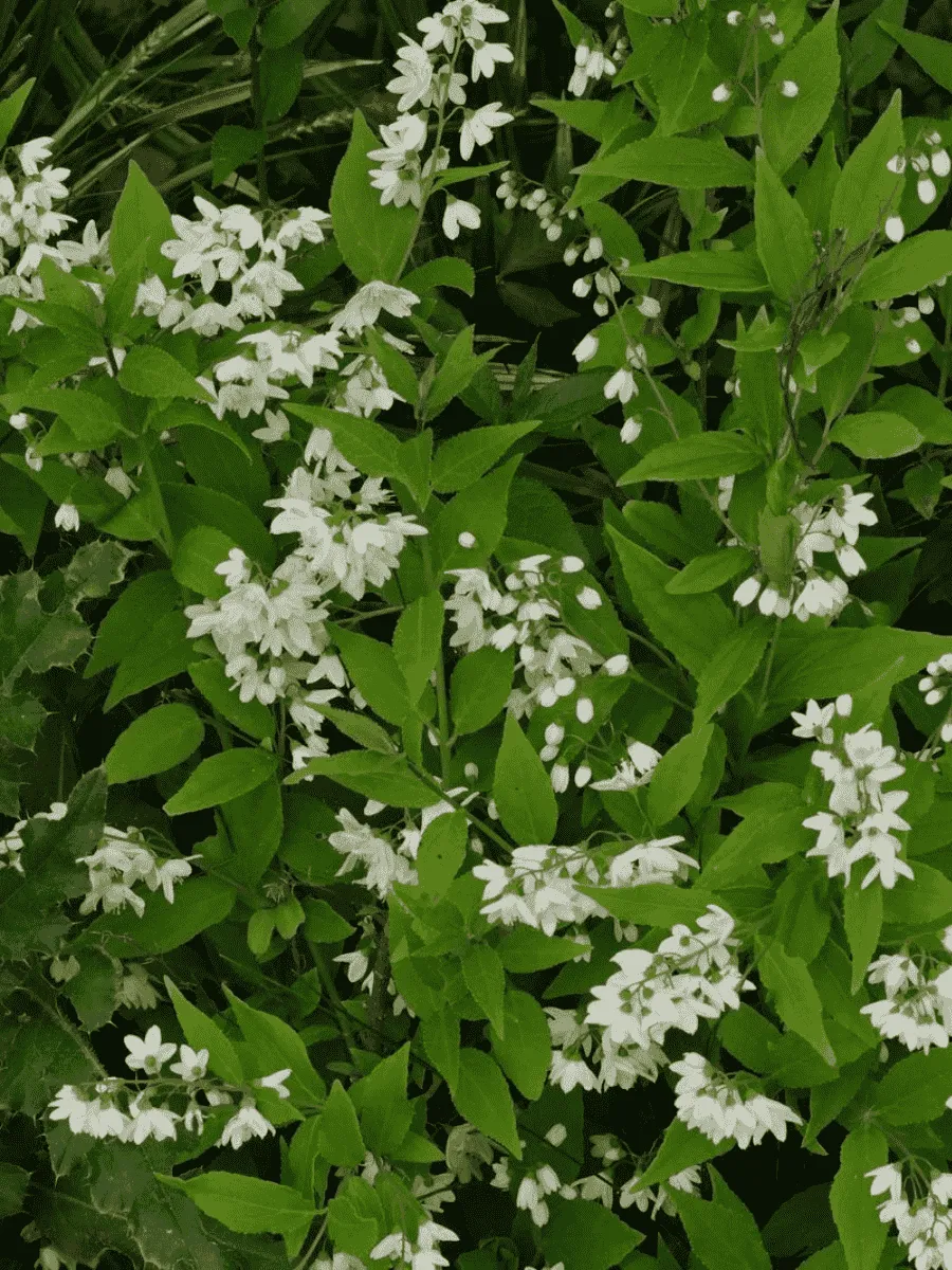 Дейция изящная Nikko Дейция изящная Nikko