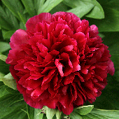 Пион Молочноцветковый  Double Red