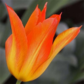 Тюльпан Lilyfire