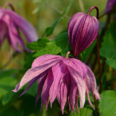Клематис Purple Dream