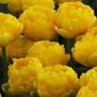 Тюльпан Yellow Pomponette