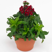 Гвоздика турецкая Barbarini Red