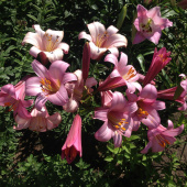 Лилия Pink Perfection