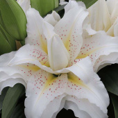 Лилия Roselily Sita