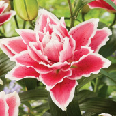 Лилия Roselily Samantha