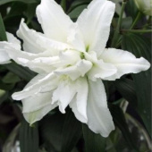 Лилия Roselily Monica