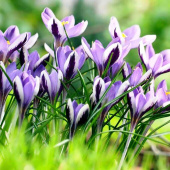 Крокус Early Spring Beauty